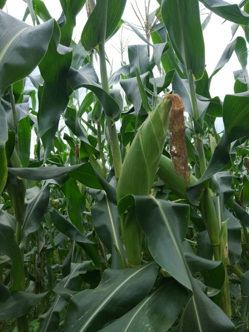 菜用玉米1%