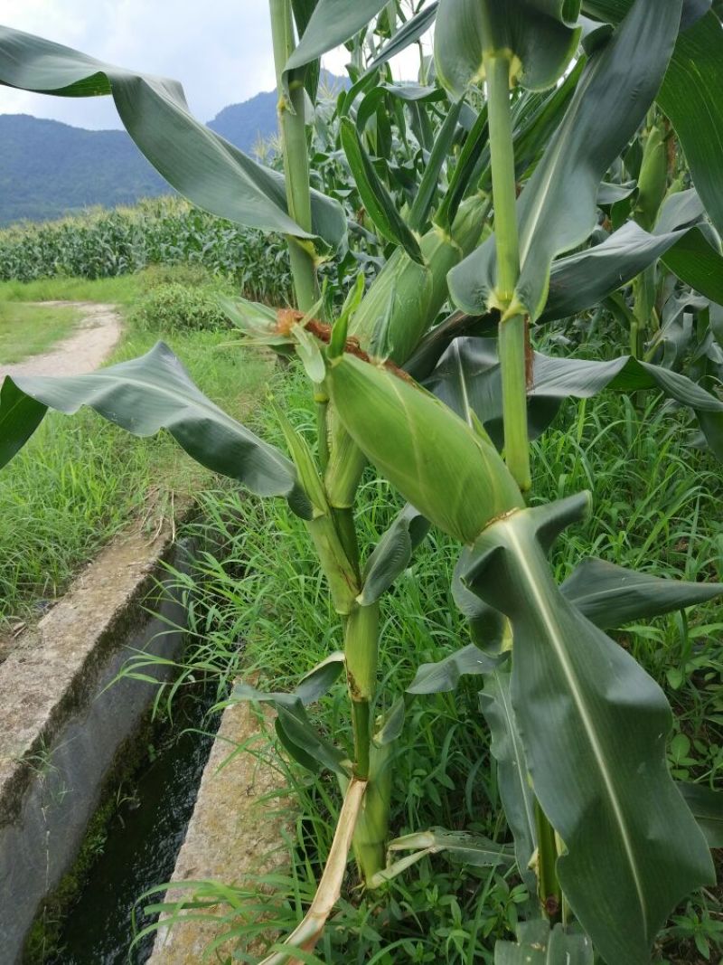 菜用玉米1%