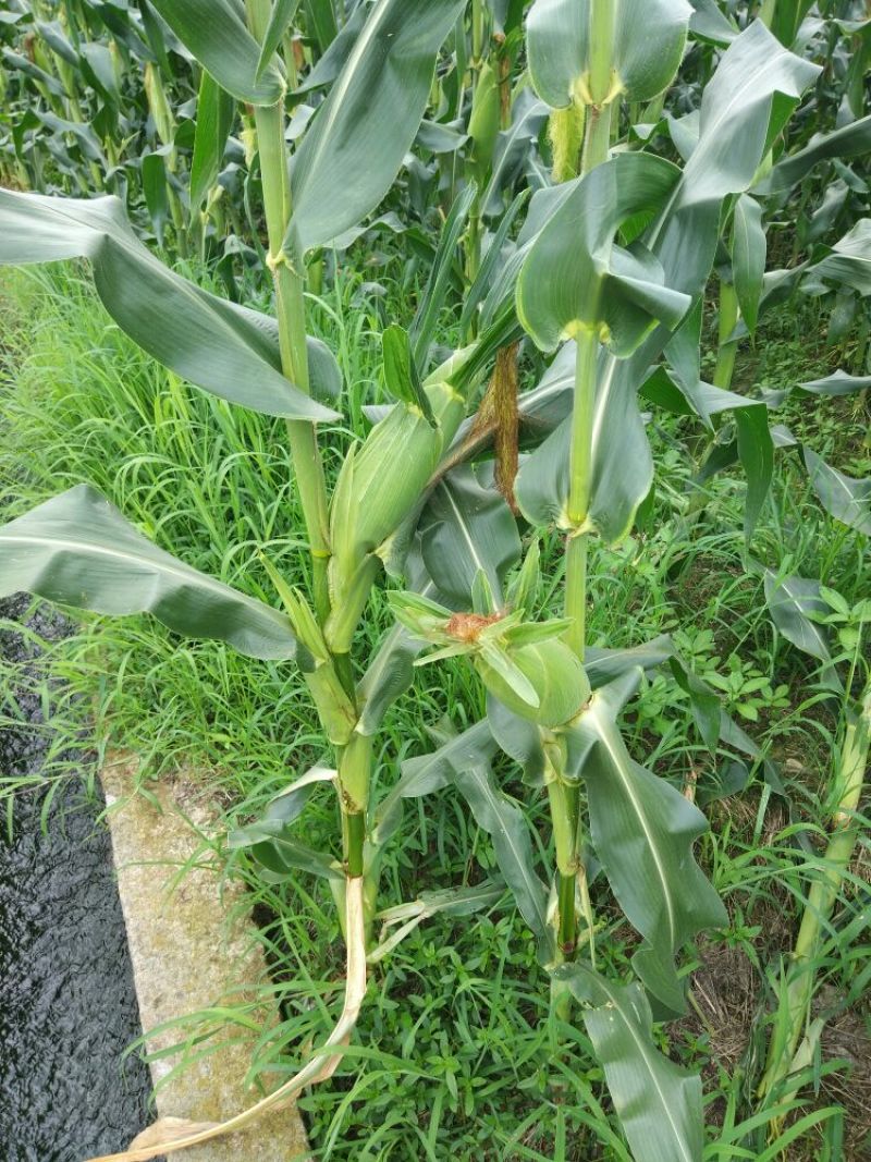 菜用玉米1%