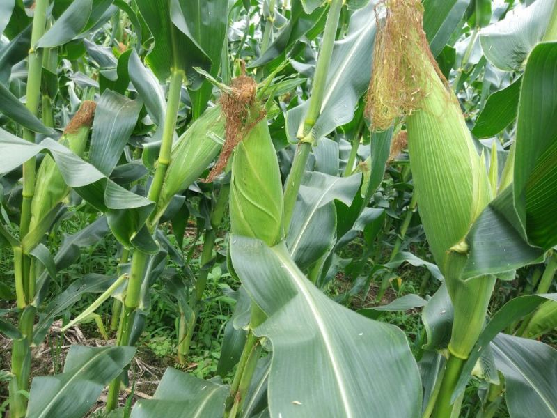 菜用玉米1%
