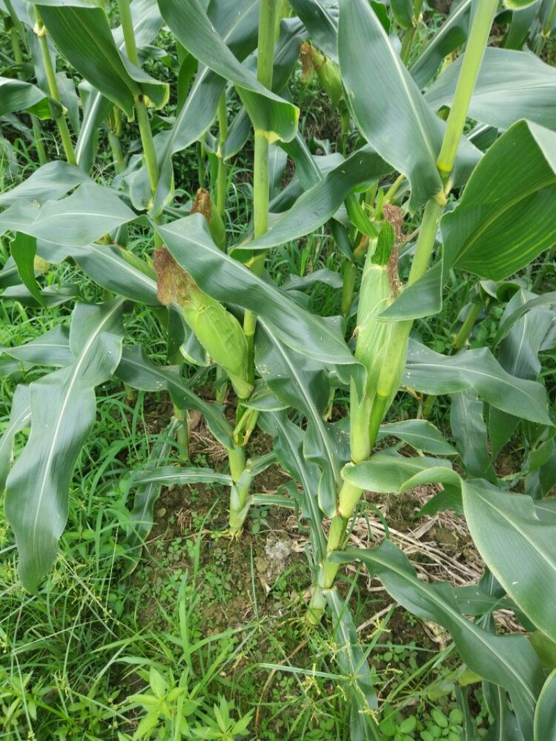 菜用玉米1%