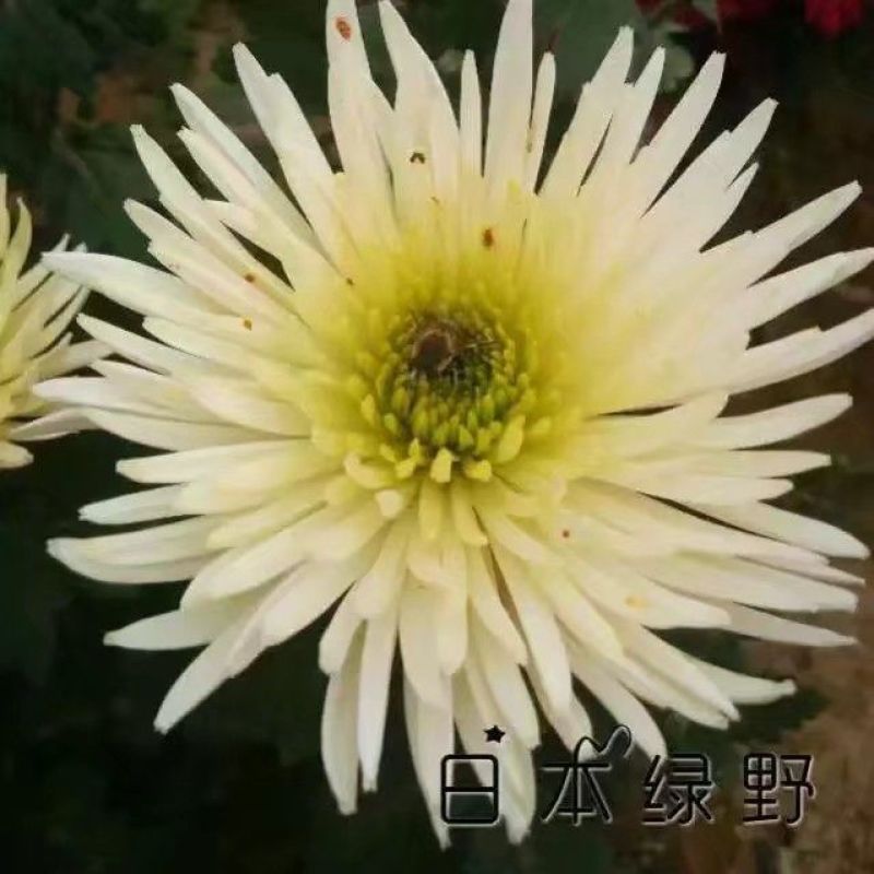 菊花苗