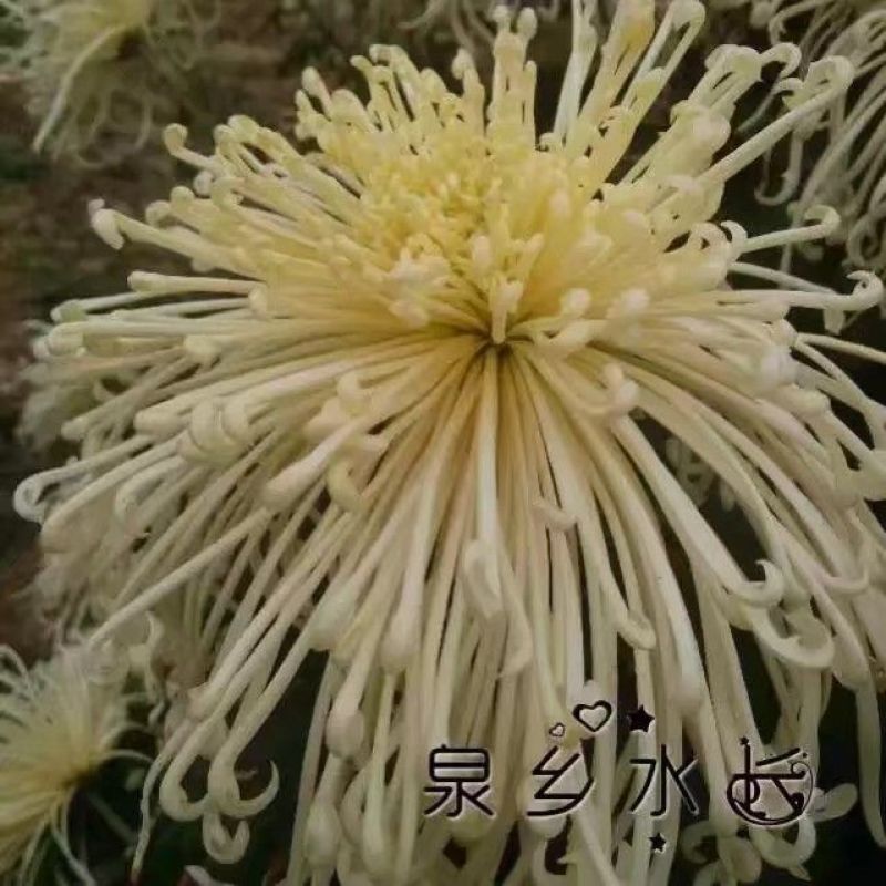 菊花苗