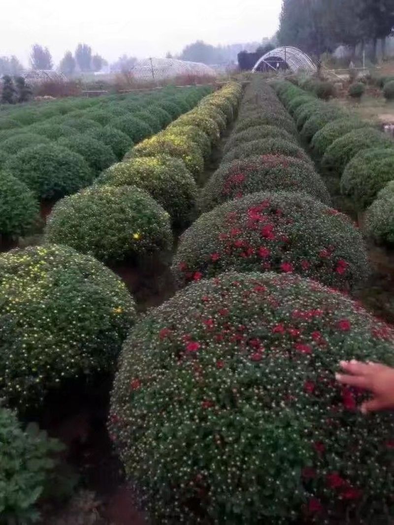 菊花苗