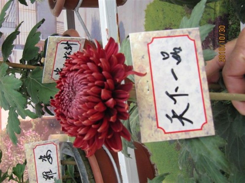 菊花苗