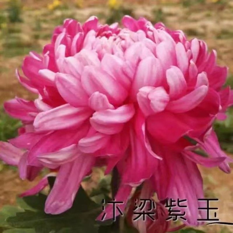 菊花苗