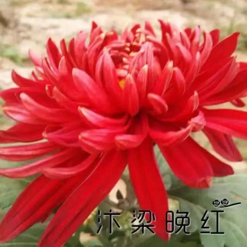 菊花苗