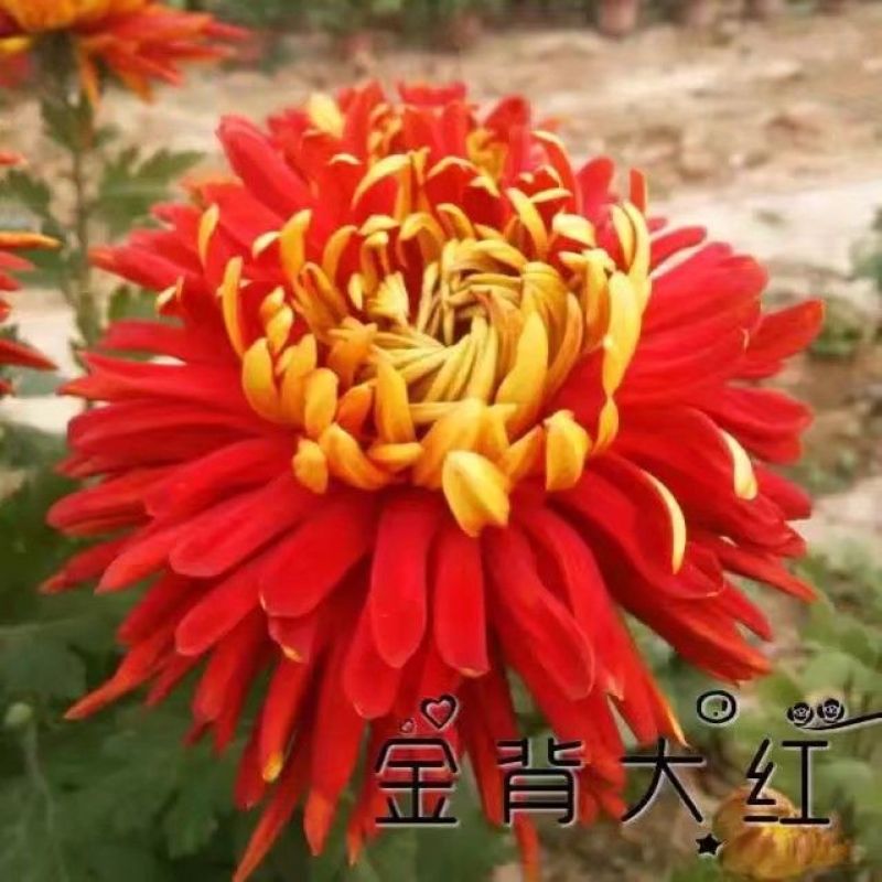 菊花苗