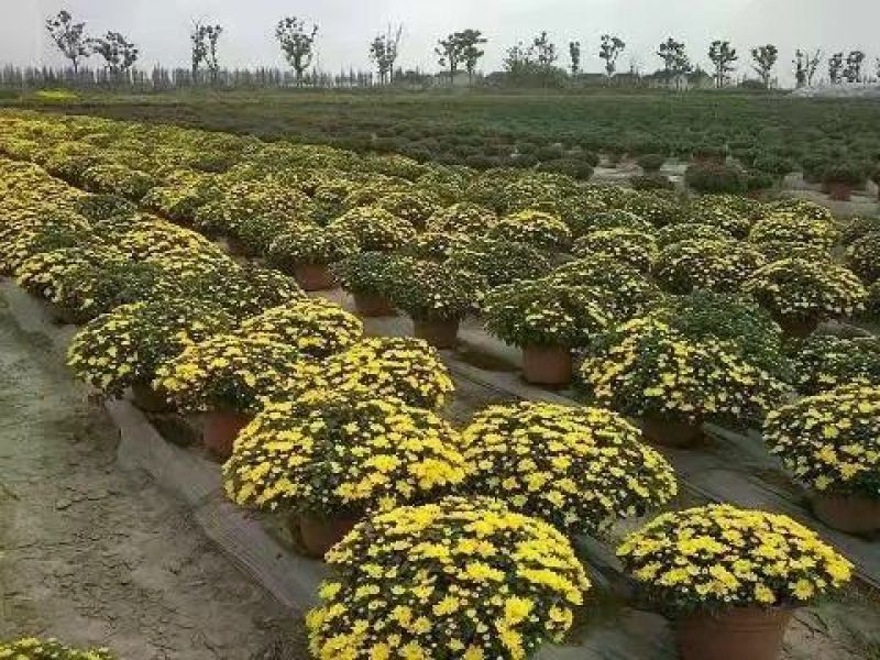 菊花苗