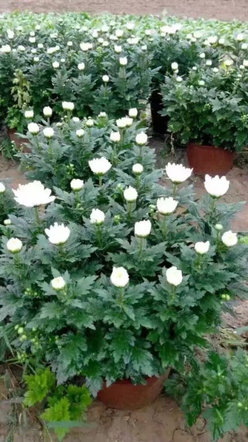 菊花苗
