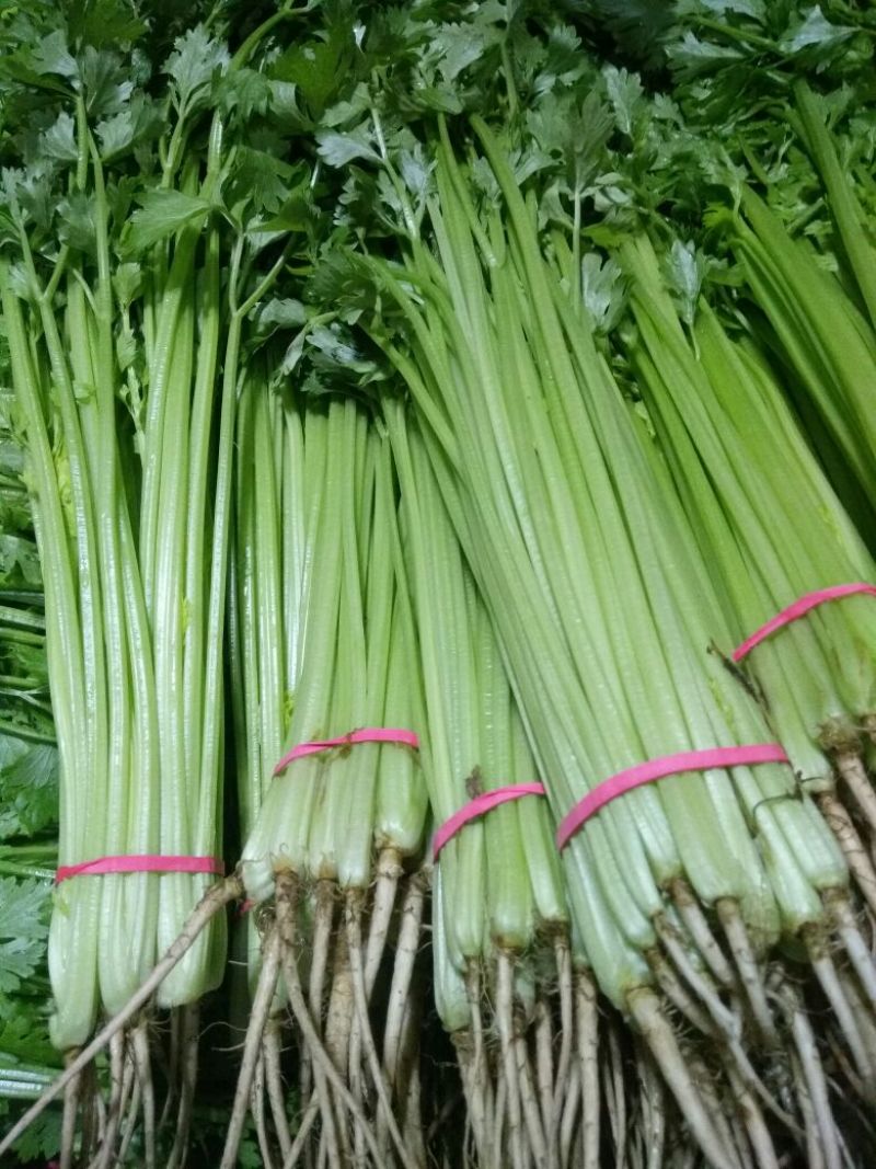 香芹55cm以上
