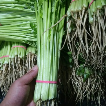 香芹55cm以上