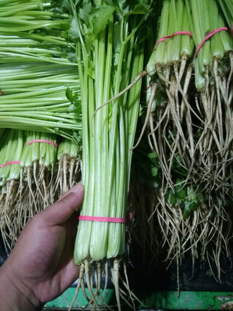 香芹55cm以上