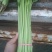 香芹55cm以上