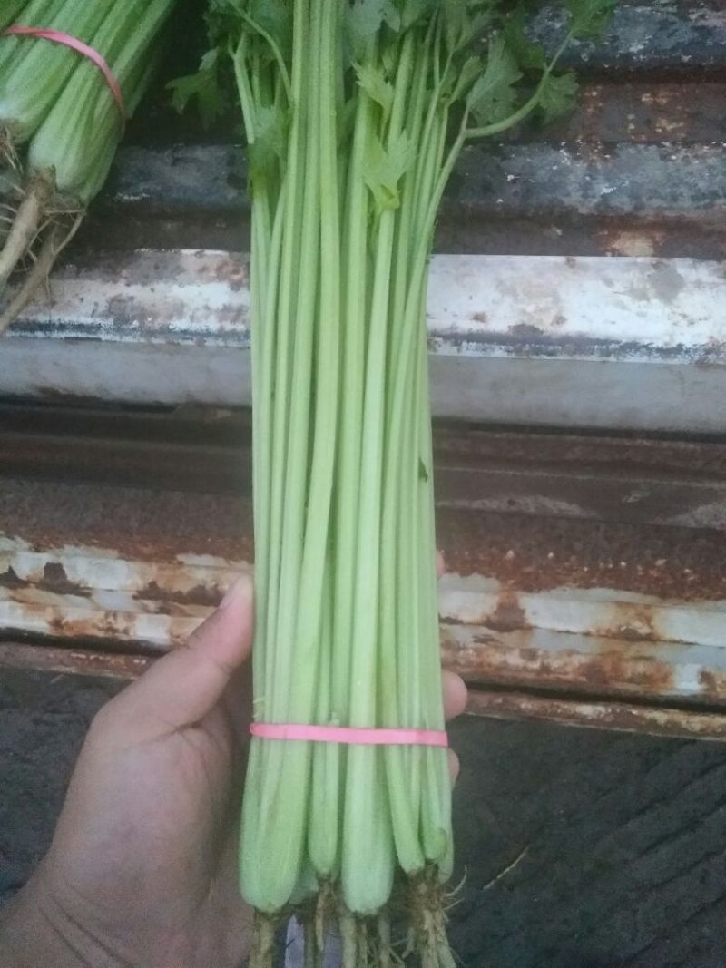 香芹55cm以上
