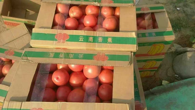 河南郑州中牟韩寺硬粉西红柿货源充足支持代硬粉弧二以上