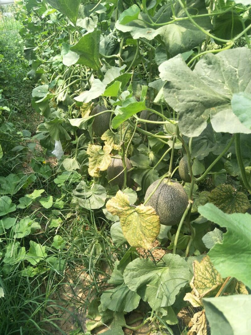 西州蜜瓜5斤以上长形