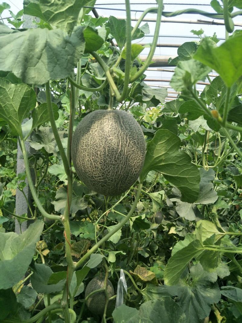 西州蜜瓜5斤以上长形