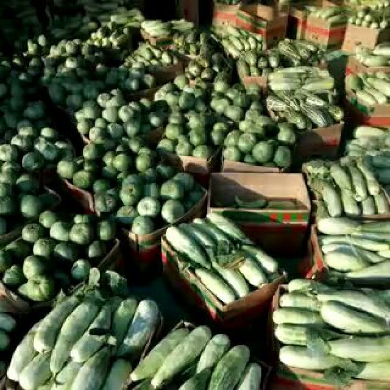 羊角蜜甜瓜通货1斤以上