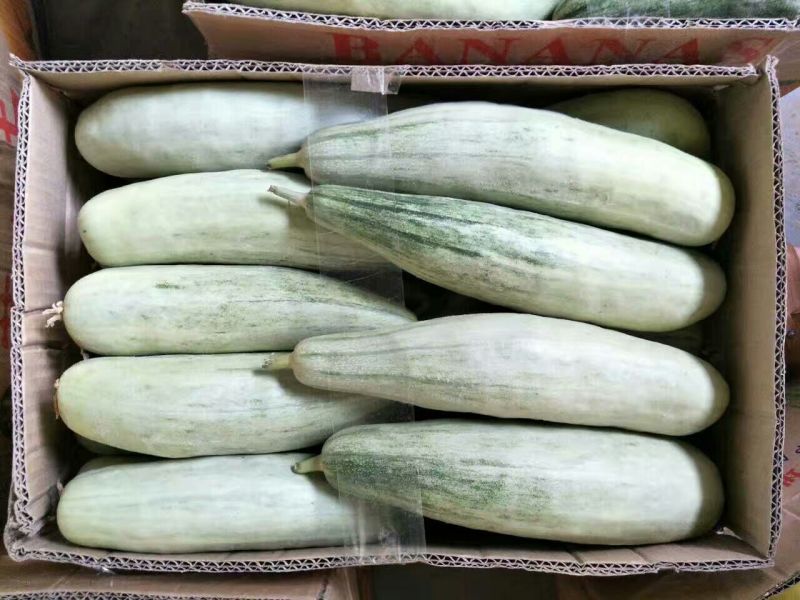 羊角蜜甜瓜通货1斤以上