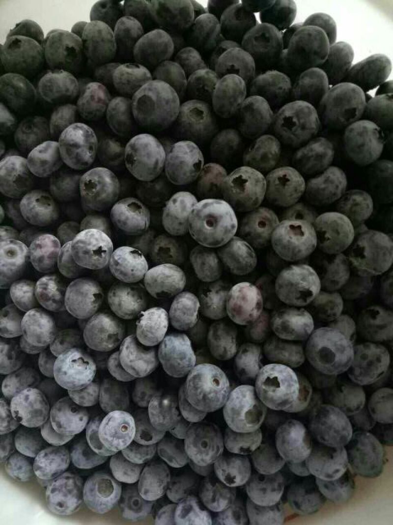 矮丛蓝莓鲜果4~6mm以上