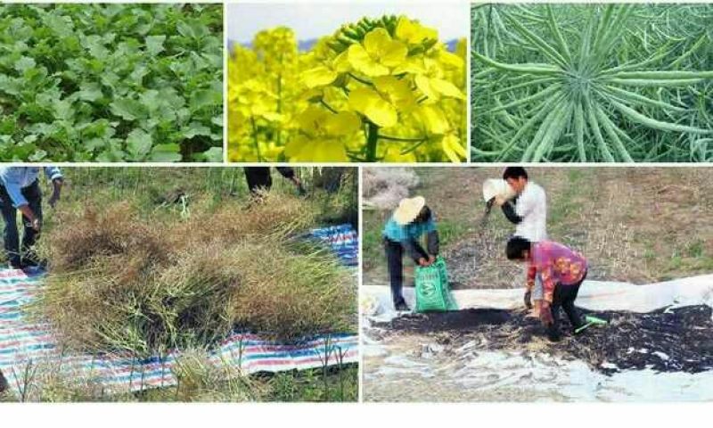 菜油农家自榨熟菜籽油