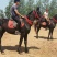 矮马100~200kg
