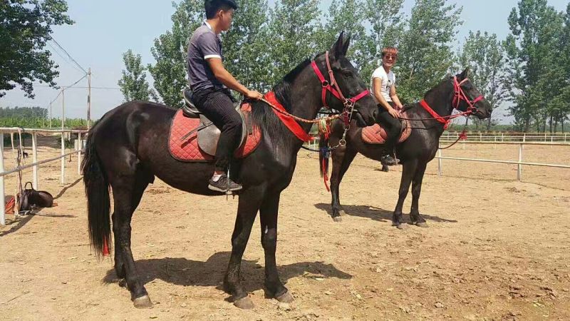 矮马100~200kg
