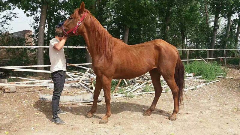 矮马100~200kg