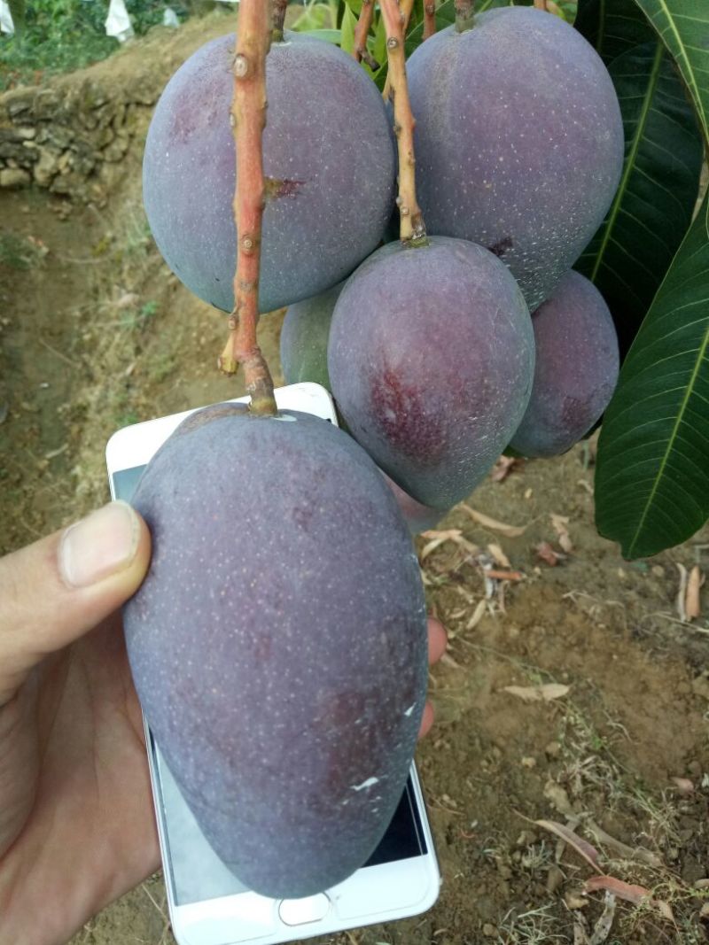 热带攀枝花肯特芒5两以上产地直发支持一件代发
