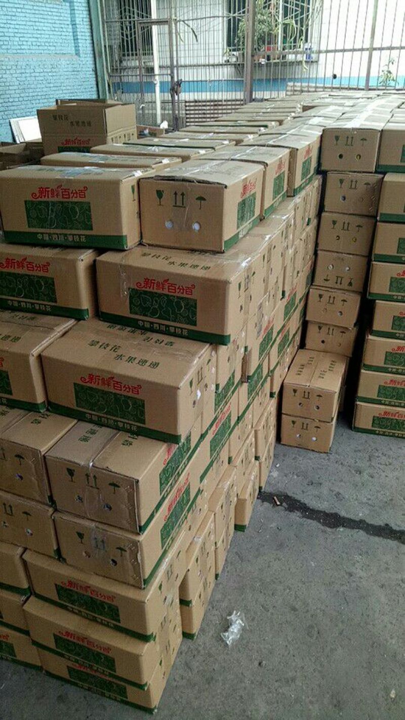 热带攀枝花肯特芒5两以上产地直发支持一件代发