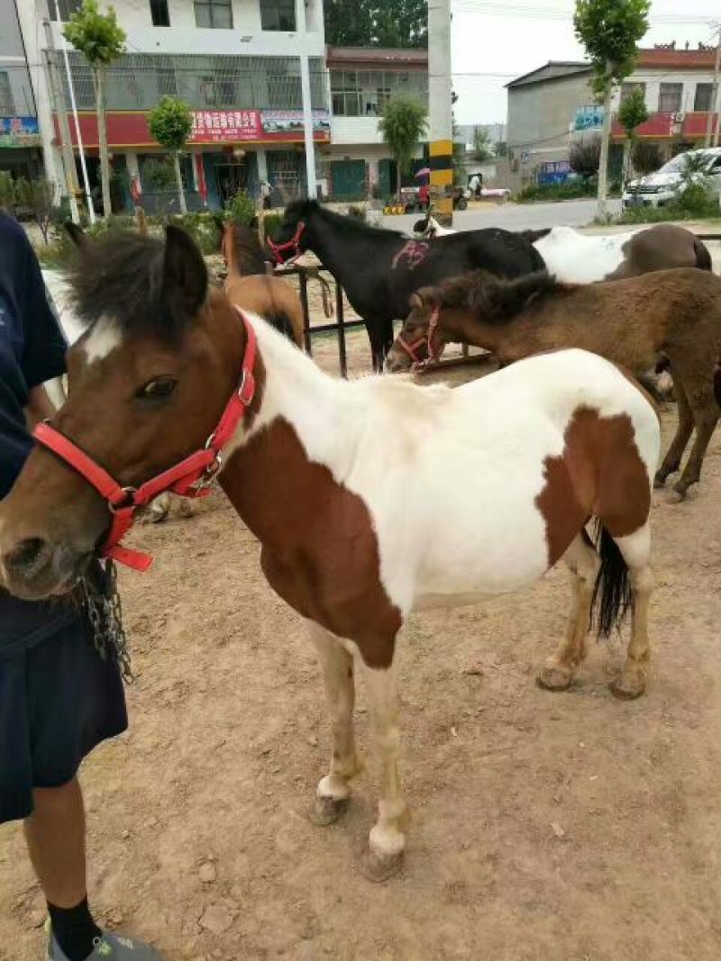 矮马100~200kg