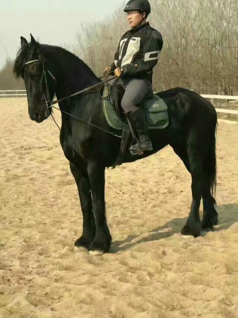矮马100~200kg