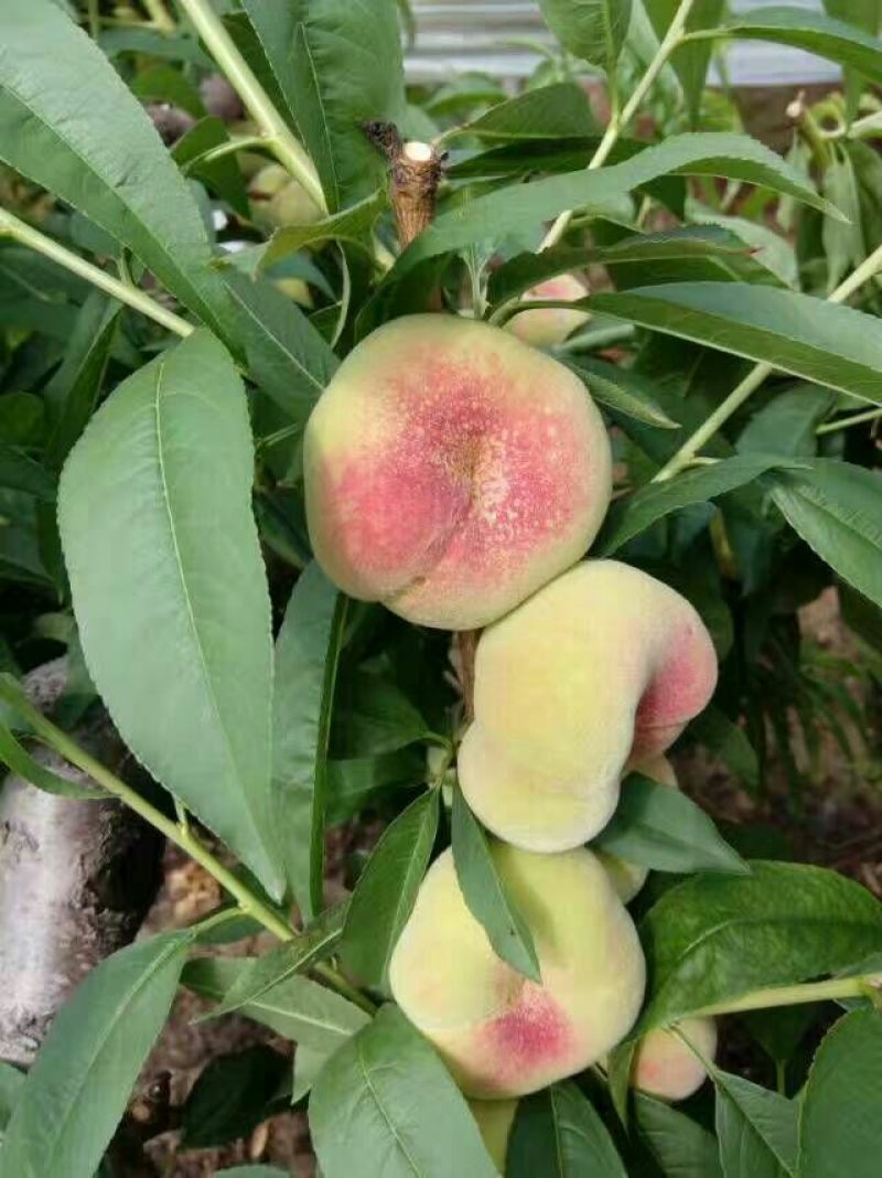 陕西大荔精品毛蟠桃上市，产地直销，电商平台可以合作！