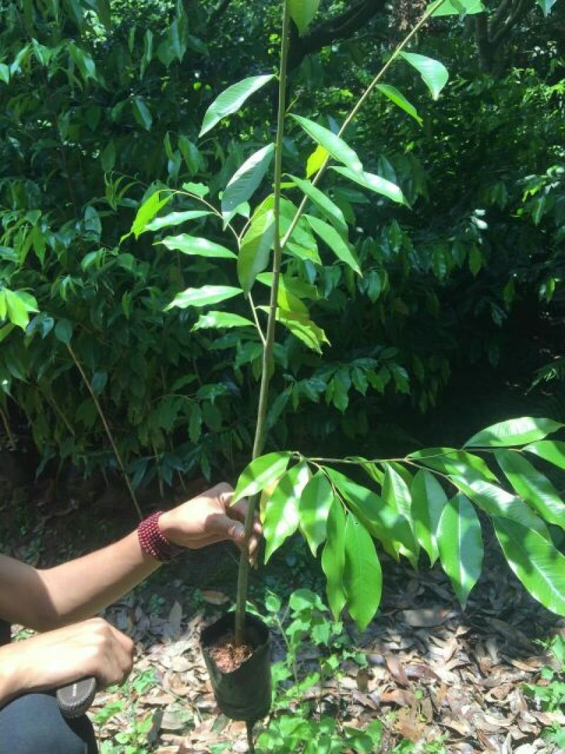 广西沉香树苗苗圃直销包技术指导，欢迎咨询