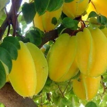 四季甜杨桃苗正品嫁接苗种植一年挂果四季挂果