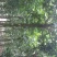 法桐2~3米10~12cm10~12cm3~3.5米