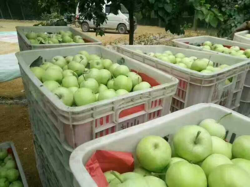 早熟青苹果【藤木/辽伏】大量上市产地量大便宜质量好