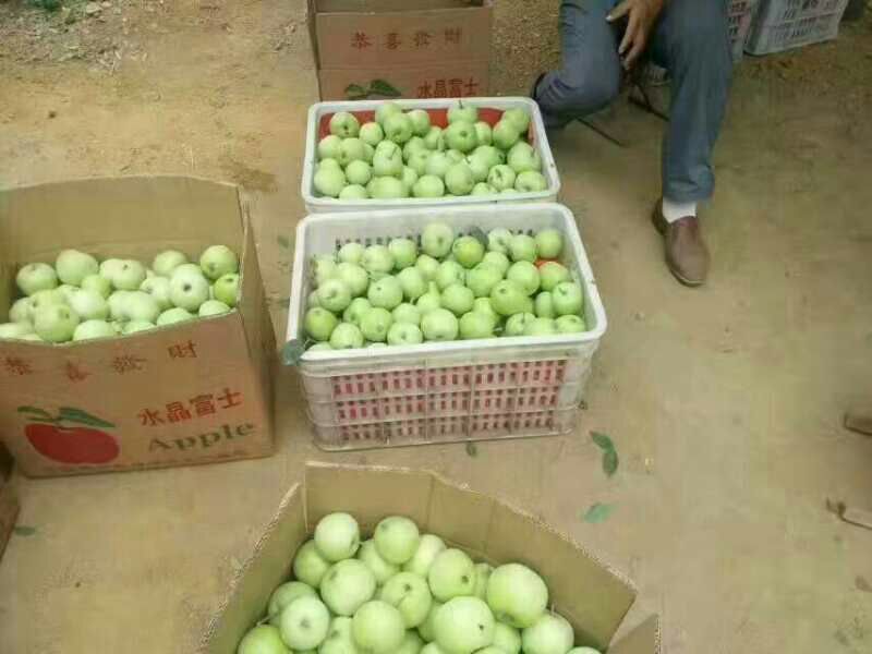 早熟青苹果【藤木/辽伏】大量上市产地量大便宜质量好