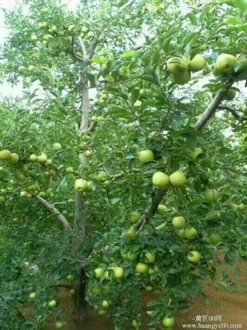 早熟青苹果【藤木/辽伏】大量上市产地量大便宜质量好