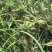 菠萝苗基地直供/包成活率包技术指导/死苗断苗免费补发