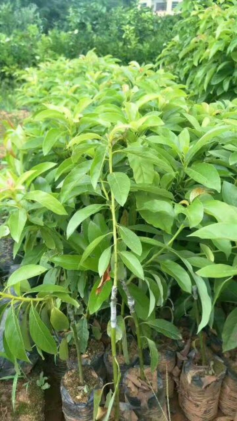 牛油果苗购苗提供技术苗圃直销包技术指导欢迎客商联系