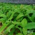 牛油果苗购苗提供技术苗圃直销包技术指导欢迎客商联系
