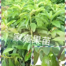 牛油果苗购苗提供技术苗圃直销包技术指导欢迎客商联系