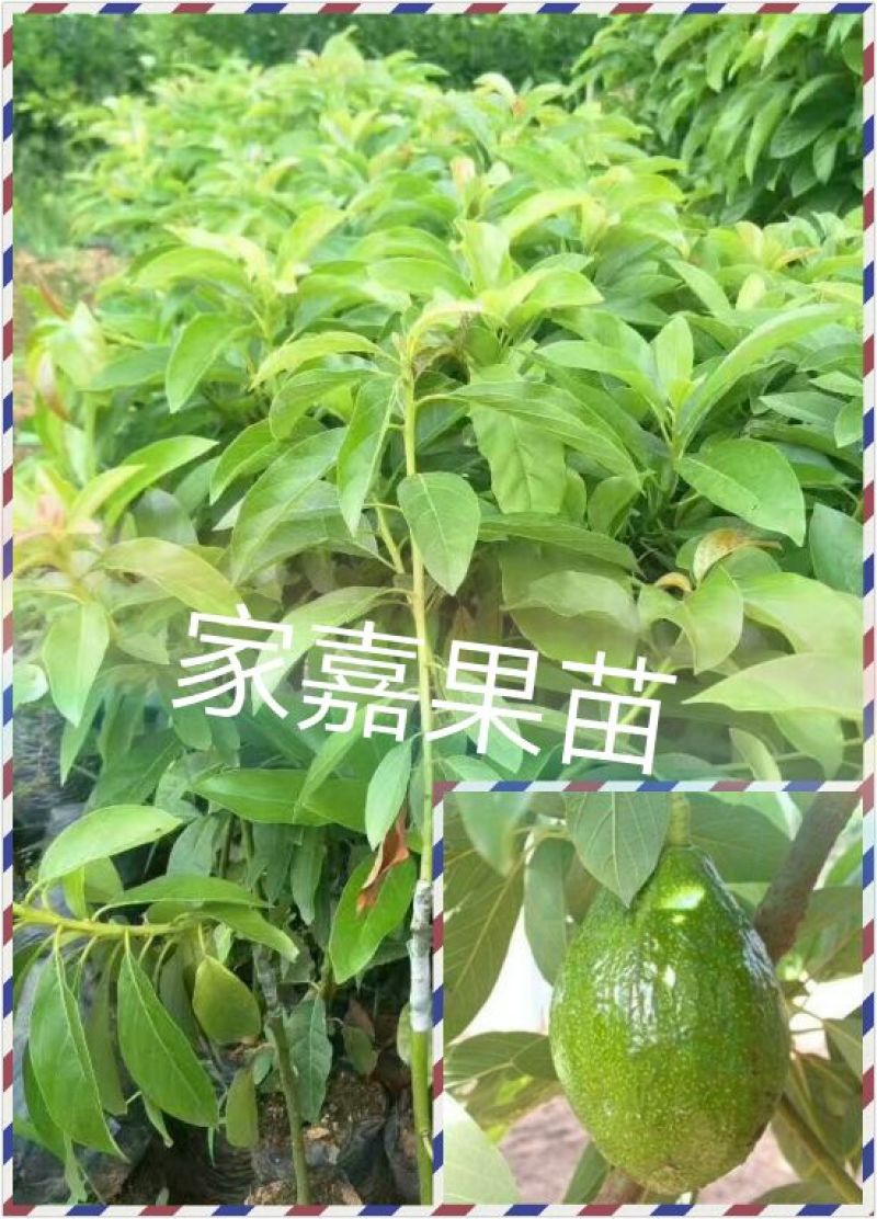 牛油果苗购苗提供技术苗圃直销包技术指导欢迎客商联系