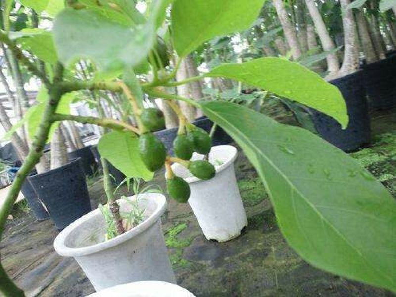 牛油果苗购苗提供技术苗圃直销包技术指导欢迎客商联系