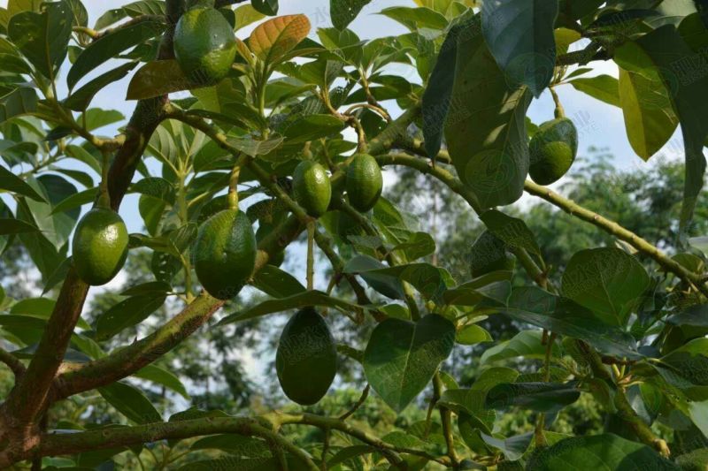 牛油果苗购苗提供技术苗圃直销包技术指导欢迎客商联系