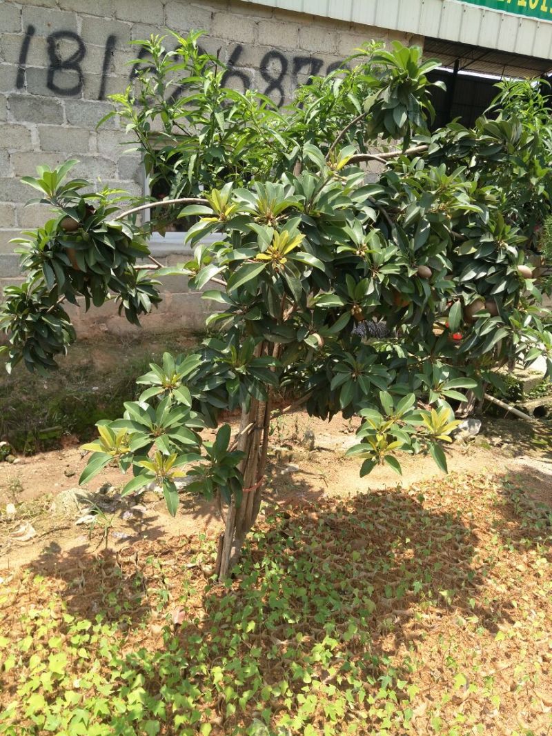 人心果苗基地直供/包成活率包技术指导/死苗断苗免费补发
