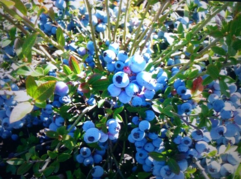 夏普蓝蓝莓鲜果10~12mm以上