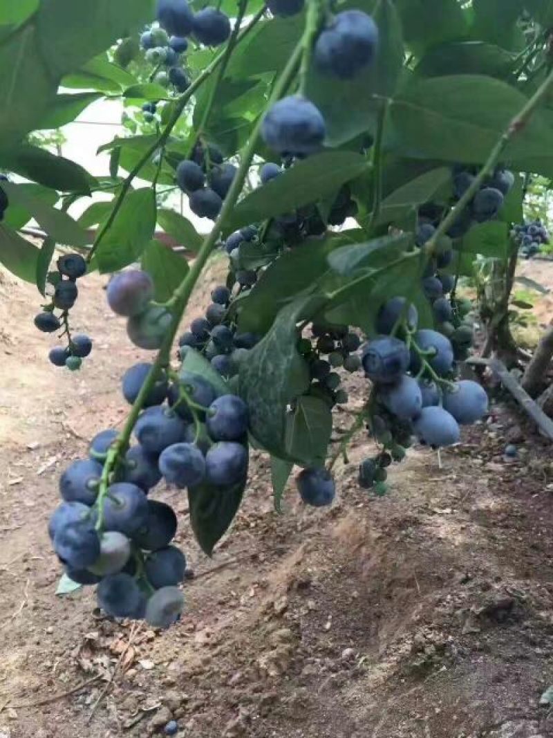 蓝丰蓝莓鲜果6~8mm以上